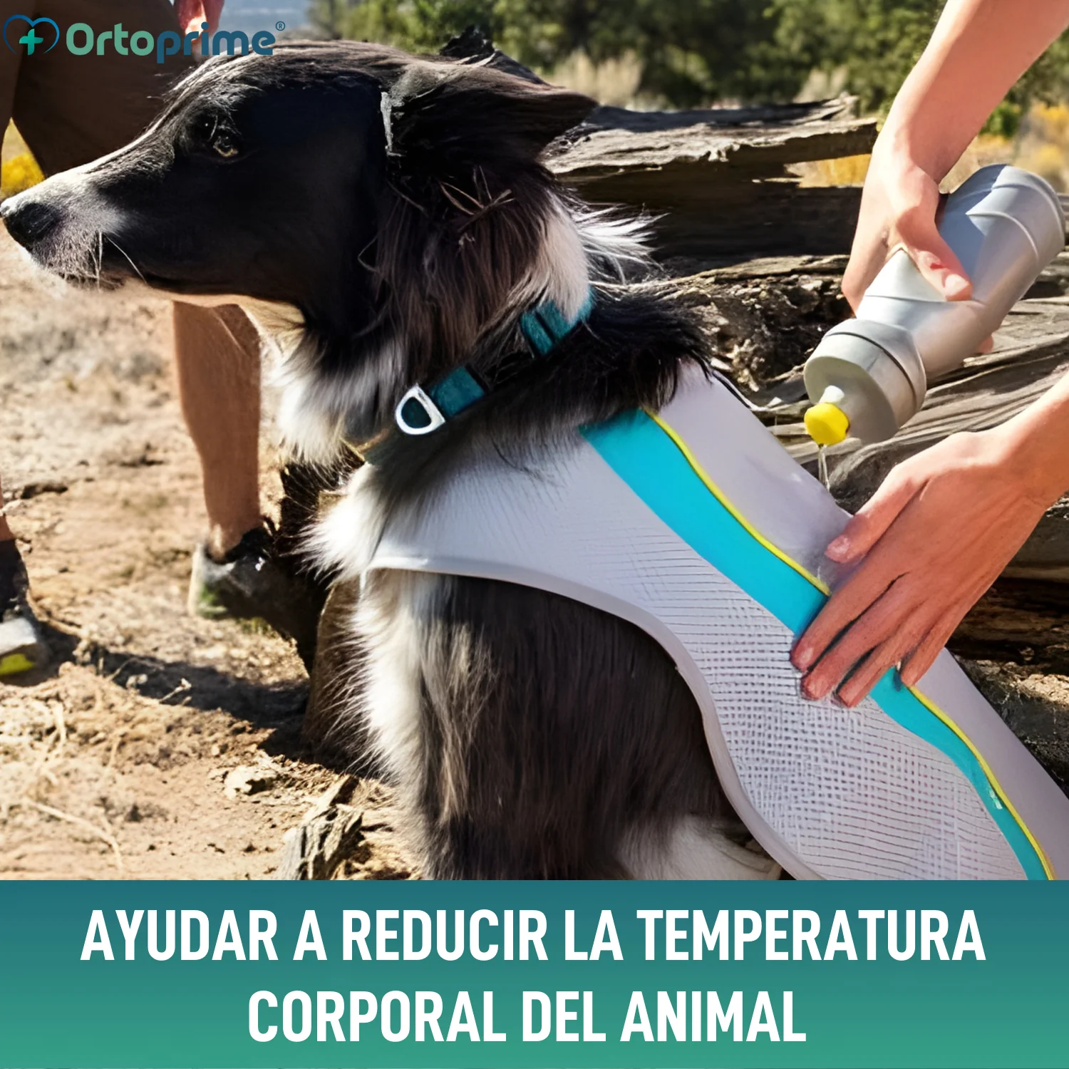 Imagen del producto 6