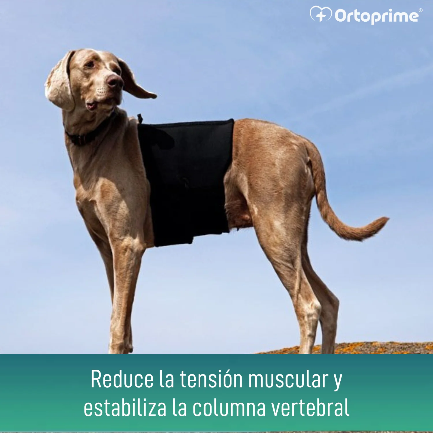 Imagen del producto 7